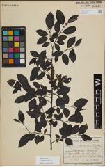Foto von Salix myrsinifolia Salisb.